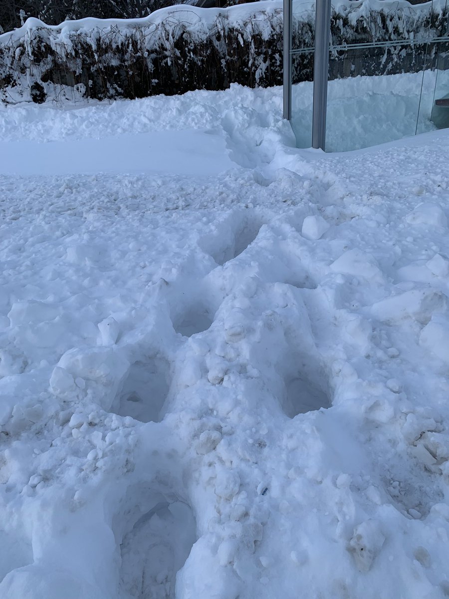 Bernster65's tweet photo. @krushowy @tdsb Snow clearing?! Can’t wait in a safe spot for the bus. https://t.co/jwtd7sEFQV