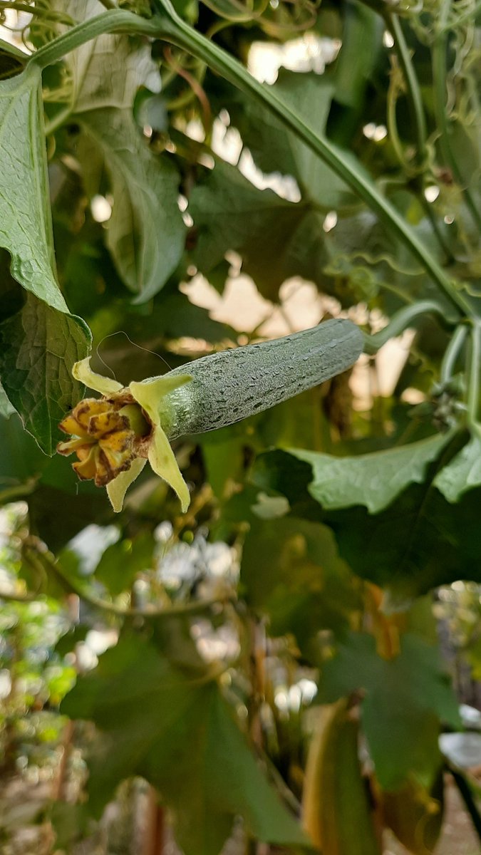 SrGuberto's tweet photo. Te comparto el crecimiento de un futuro estropajo natural de mi planta de luffa sembrada el año pasado 💚

#luffa #estropajo #verde #nature #huertourbano #Gubertö #autocultivoecologico #huertoencasa #cucurbitaceae #happydays #biodegradable #compostable https://t.co/GJ20nplzvs