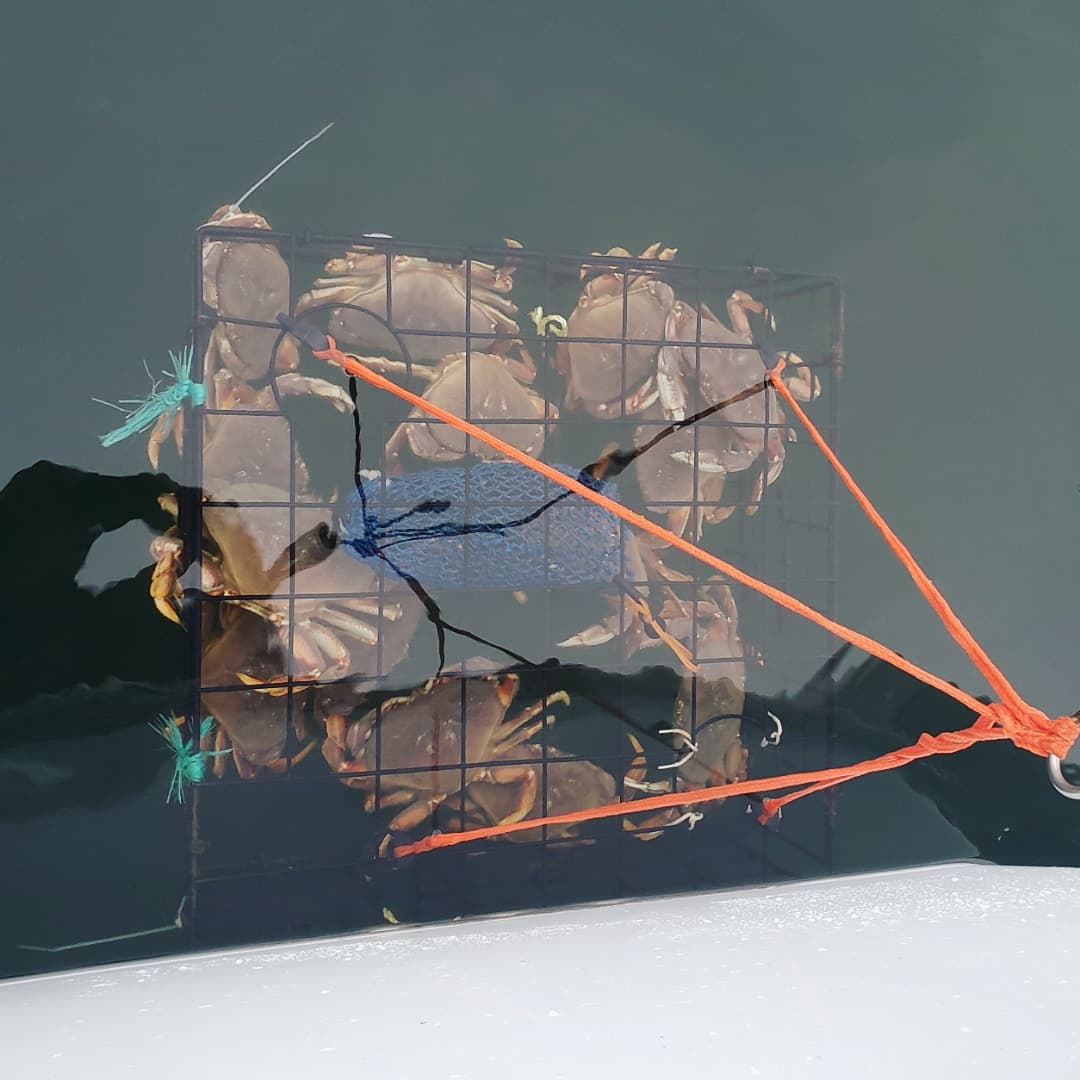 Salmon Charters tweet media