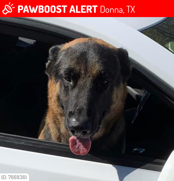 TXLostPets's tweet photo. Please RT! Sam went #missing on January 9, 2022 in Donna #Texas 78537 near Victoria Rd #lostdog #lostpets #pawboost https://t.co/WVEjC9g2so https://t.co/X8TWvnZ61Z