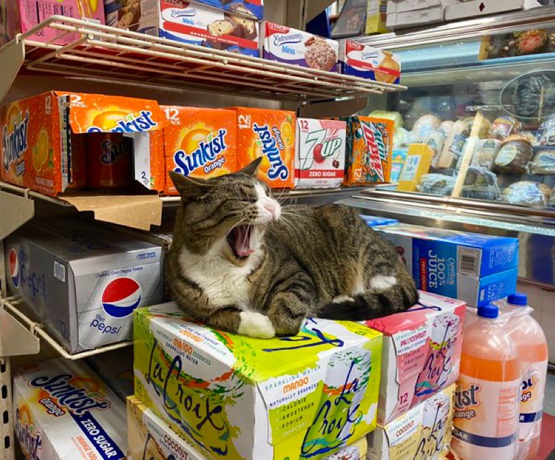 Bodegacats_'s tweet image. 