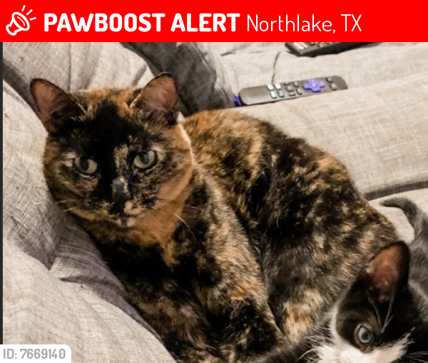 TXLostPets's tweet photo. Please RT! Kiki went #missing on January 16, 2022 in Northlake #Texas 76247 near Pecan Square Neighborhood near cleveland gibbs rd #lostcat #lostpets #pawboost https://t.co/RDlPoy8cQ1 https://t.co/0QGXauAB6C