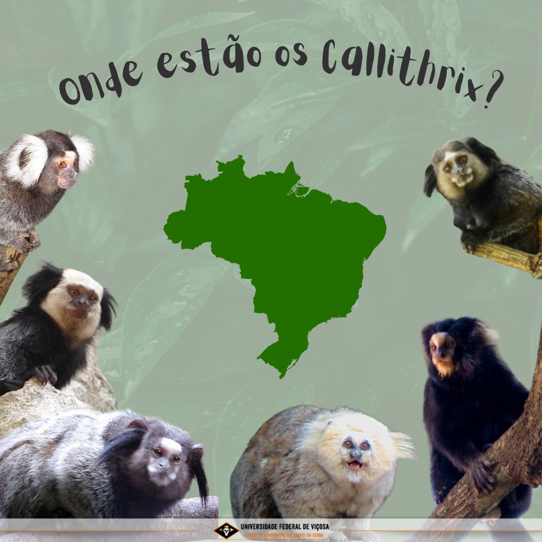 ccssufv's tweet photo. 🐒Sabia que os saguis do gênero Callithrix são todos exclusivos do Brasil? 

➡️Quer saber mais? Dá uma olhada no post! https://t.co/kpLLrxHAJm