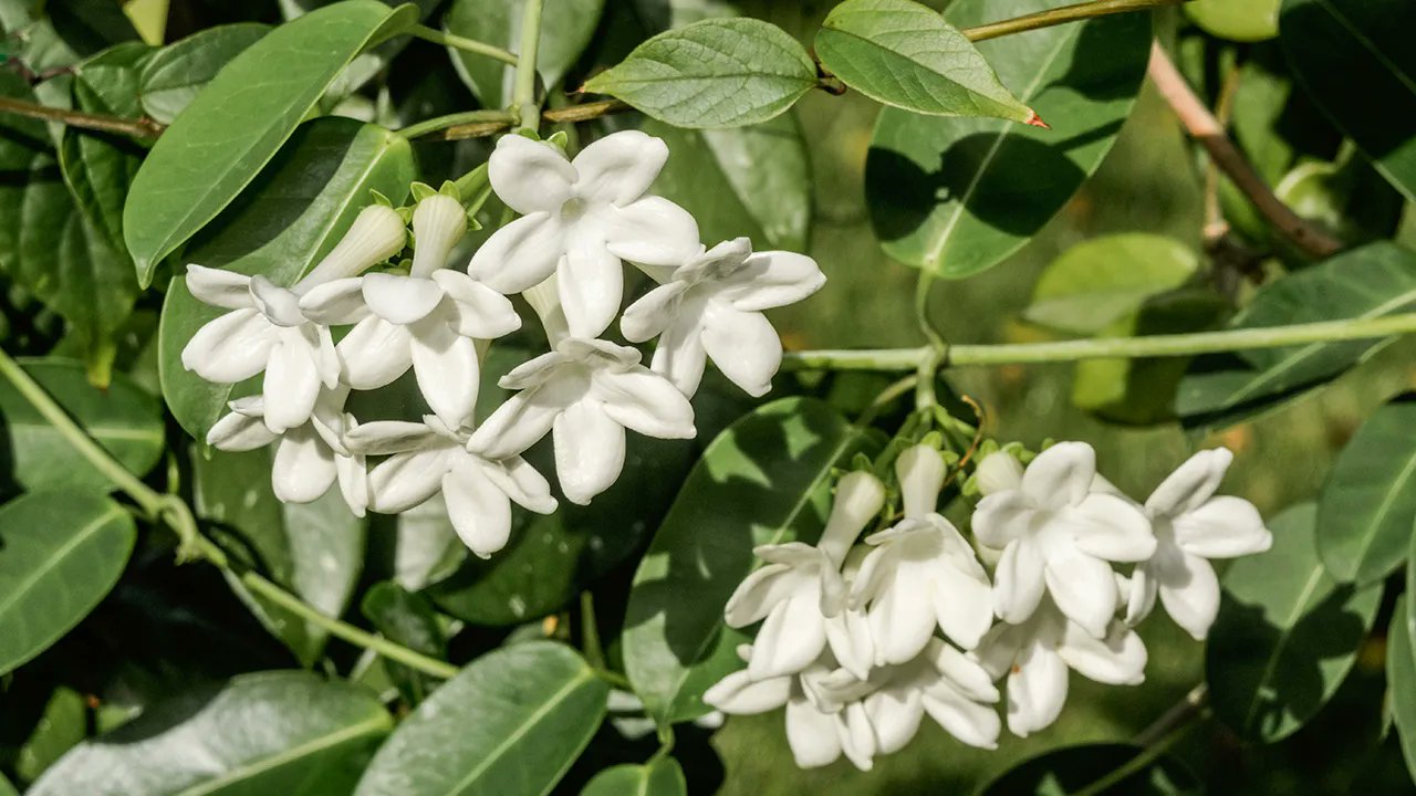 メリアルーム 土日祝いいねお休みです 今日の花 1月19日の誕生日花は マダガスカルジャスミン 花言葉は 清らかな祈り です この日生まれの人は 世間知らずと思われがちですが実はしっかり者 恋愛 結婚と考え 10代で結婚する可能性も