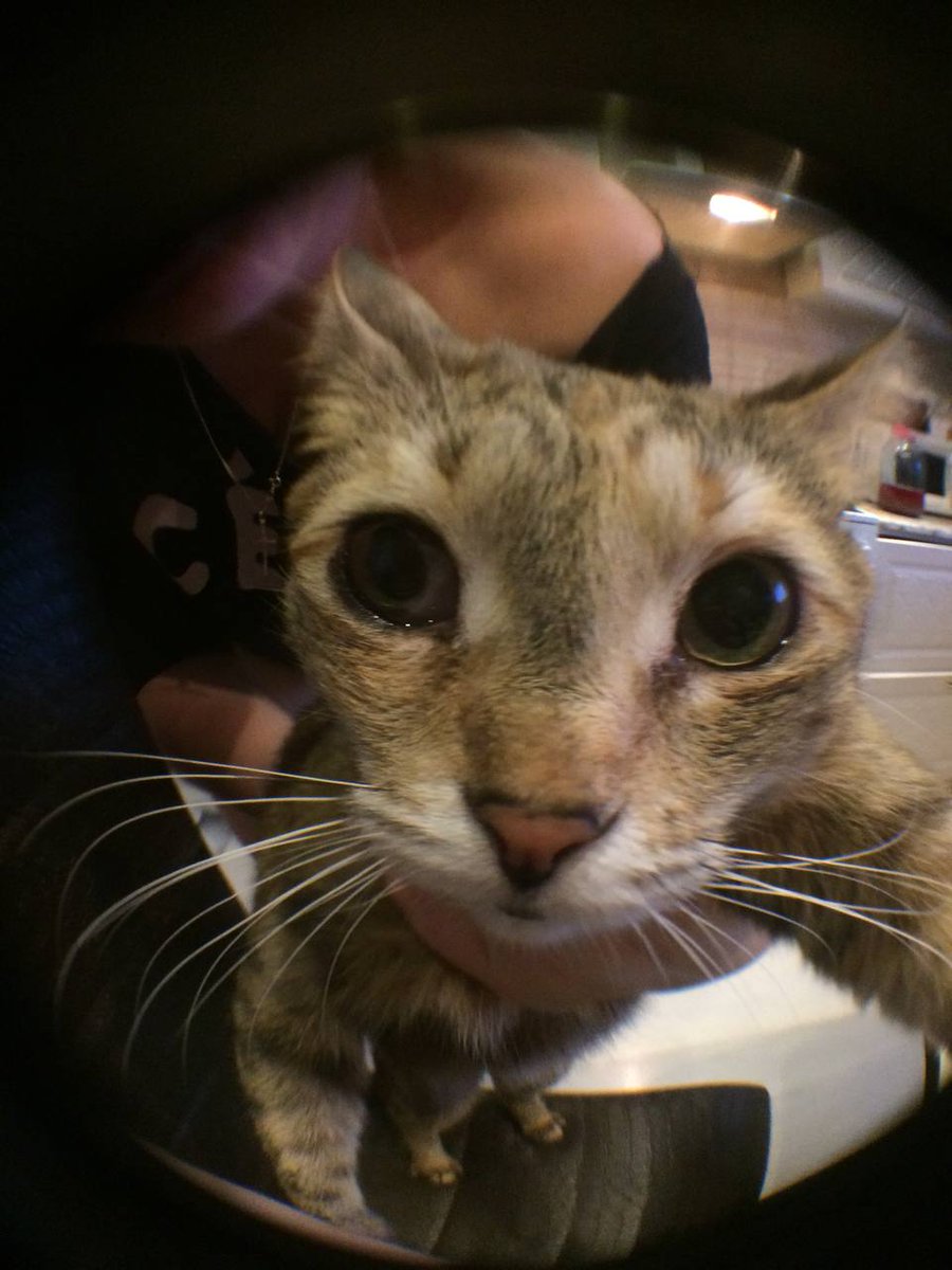 hi_mmilly's tweet photo. @xannyyuu Котики снятые на рыбий глаз -----> все остальное https://t.co/HB7RFqBZGt