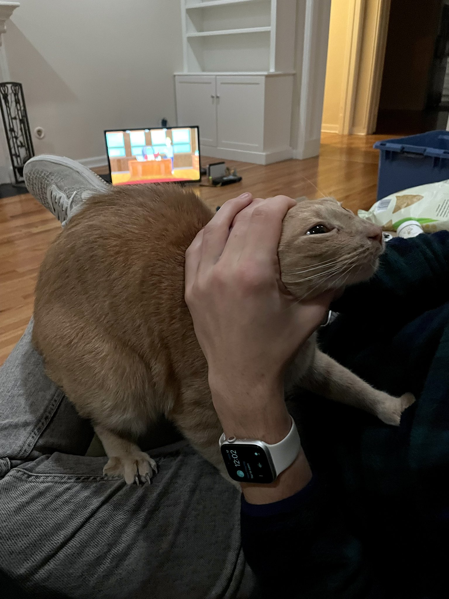 hannah jo on Twitter: “obsessed with this picture of my cat https://t