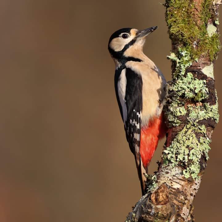 WildlifedreamsP's tweet photo. Great Spotted woodpecker (female due to no red on the head)
#newforest #tuiton
"Bringing you closer to wildlife" #wildlifedreams
Did you Know..?
We now have a residential 7 Day 📷 #wildlife #photography Workshop in S. Africa #Tatenda Guesthouse
https://t.co/h8Hk8PAMNc https://t.co/BApORTI0H8