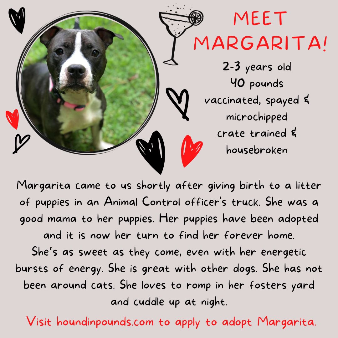 NY/NJ: Mama Margarita is now available for adoption! She’s would make a wonderful companion! ❤️🐶#adoptme #dogsoftwitter