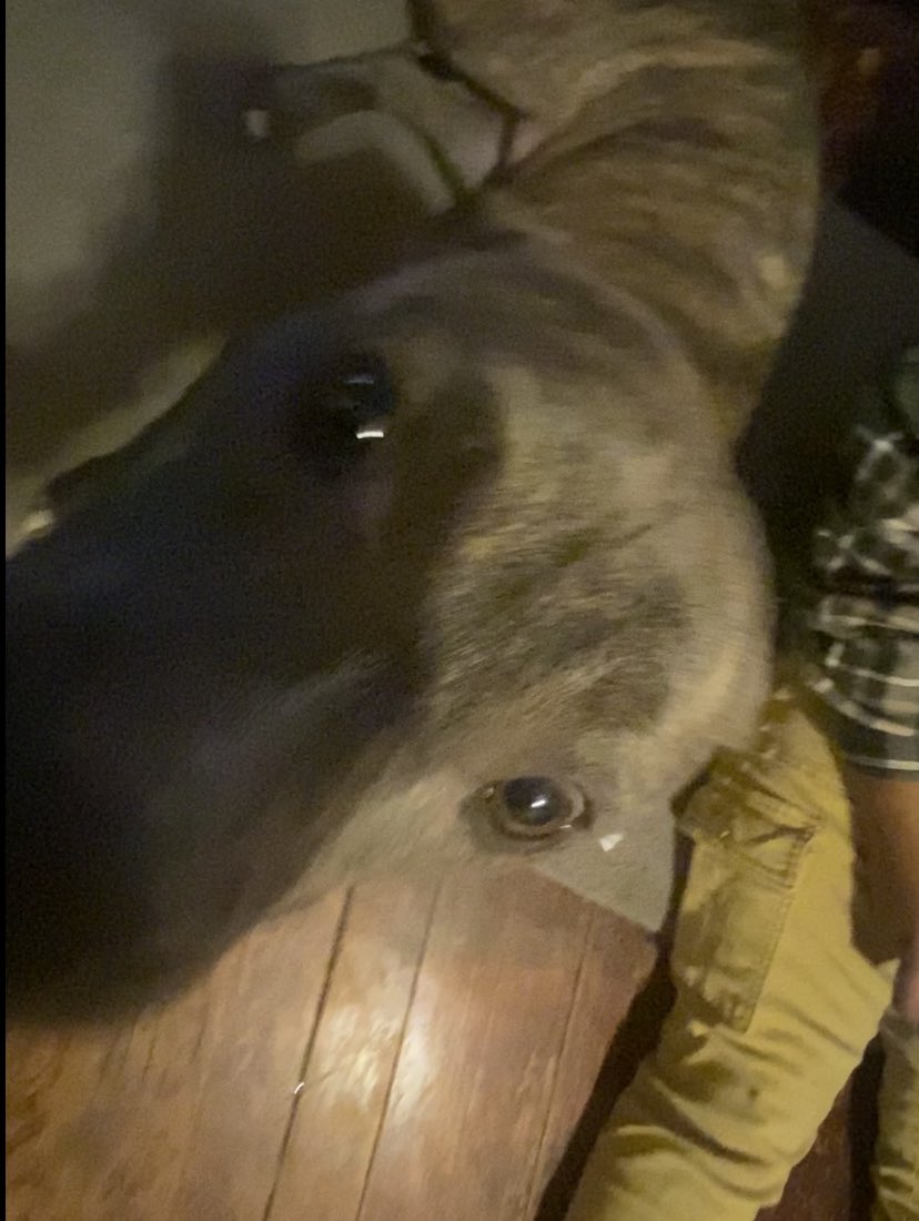 tendous_whore's tweet photo. doggy https://t.co/4DE7Fc4Fn4