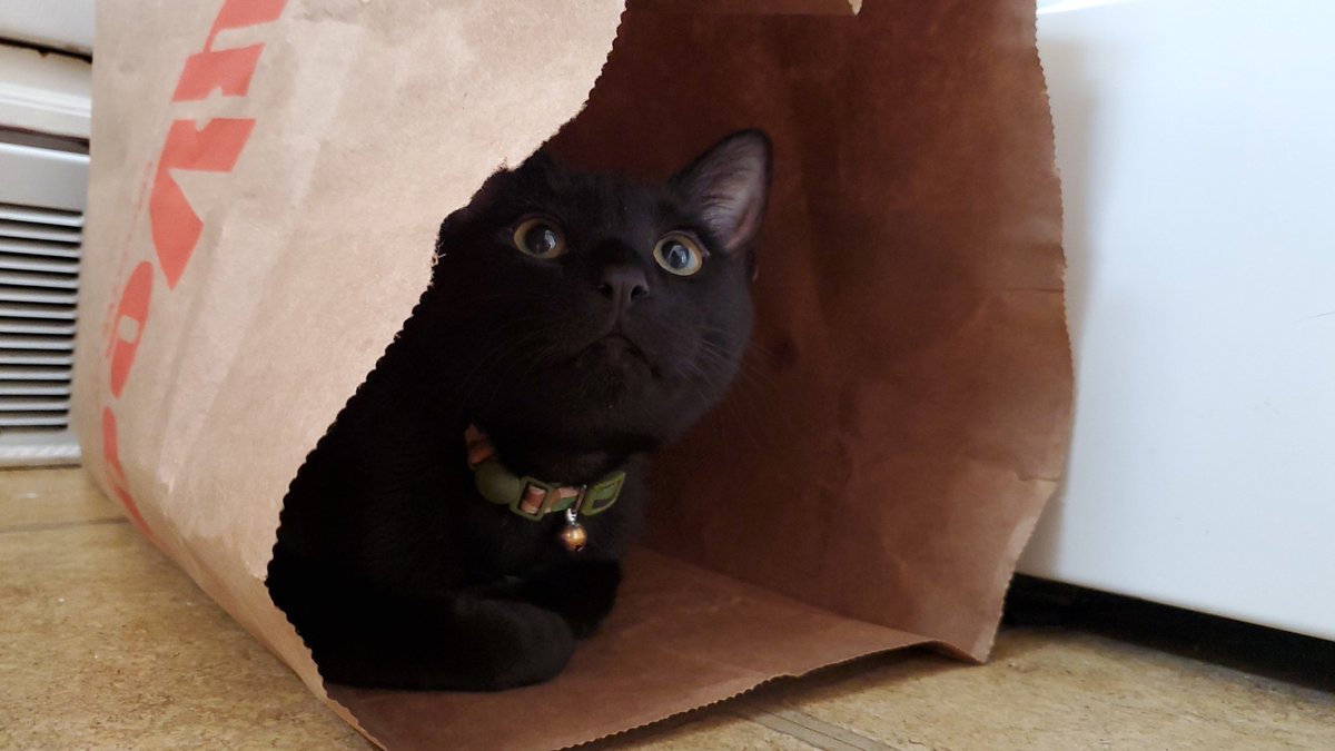 Morgan_Casey's tweet photo. Stanislaus loves paper bags so now I have them set up all over my house like I'm trying to trap a really directionally challenged pixie. https://t.co/SS9CXljUVq