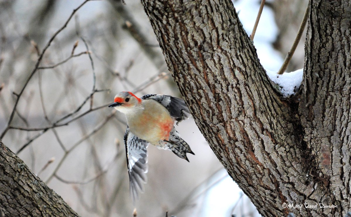 Mary Reed Runyon📷 tweet media