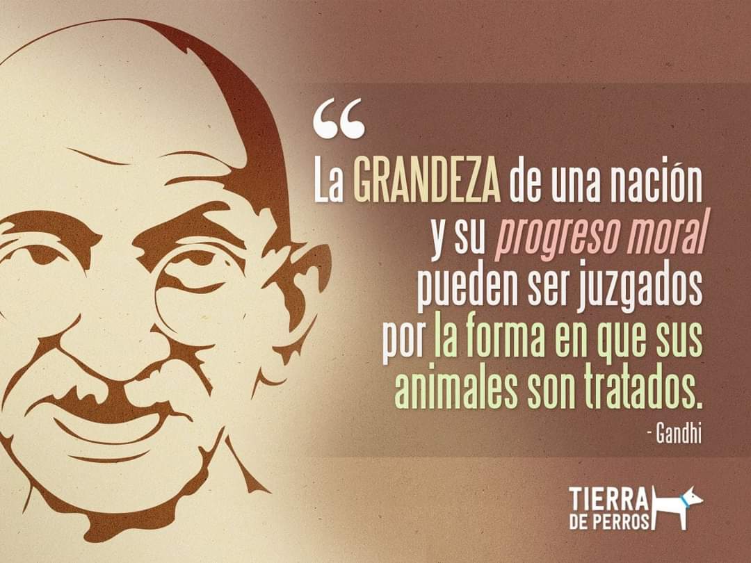 Impulso Pro Animal tweet media