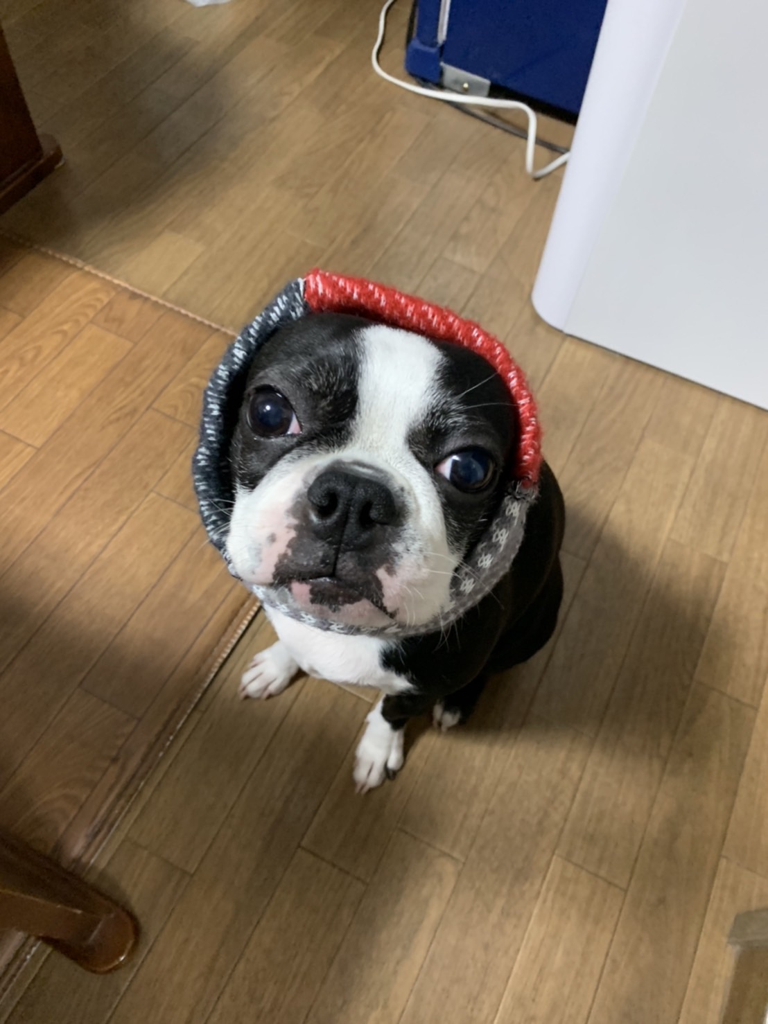 愛犬自慢 Twitter Search Twitter