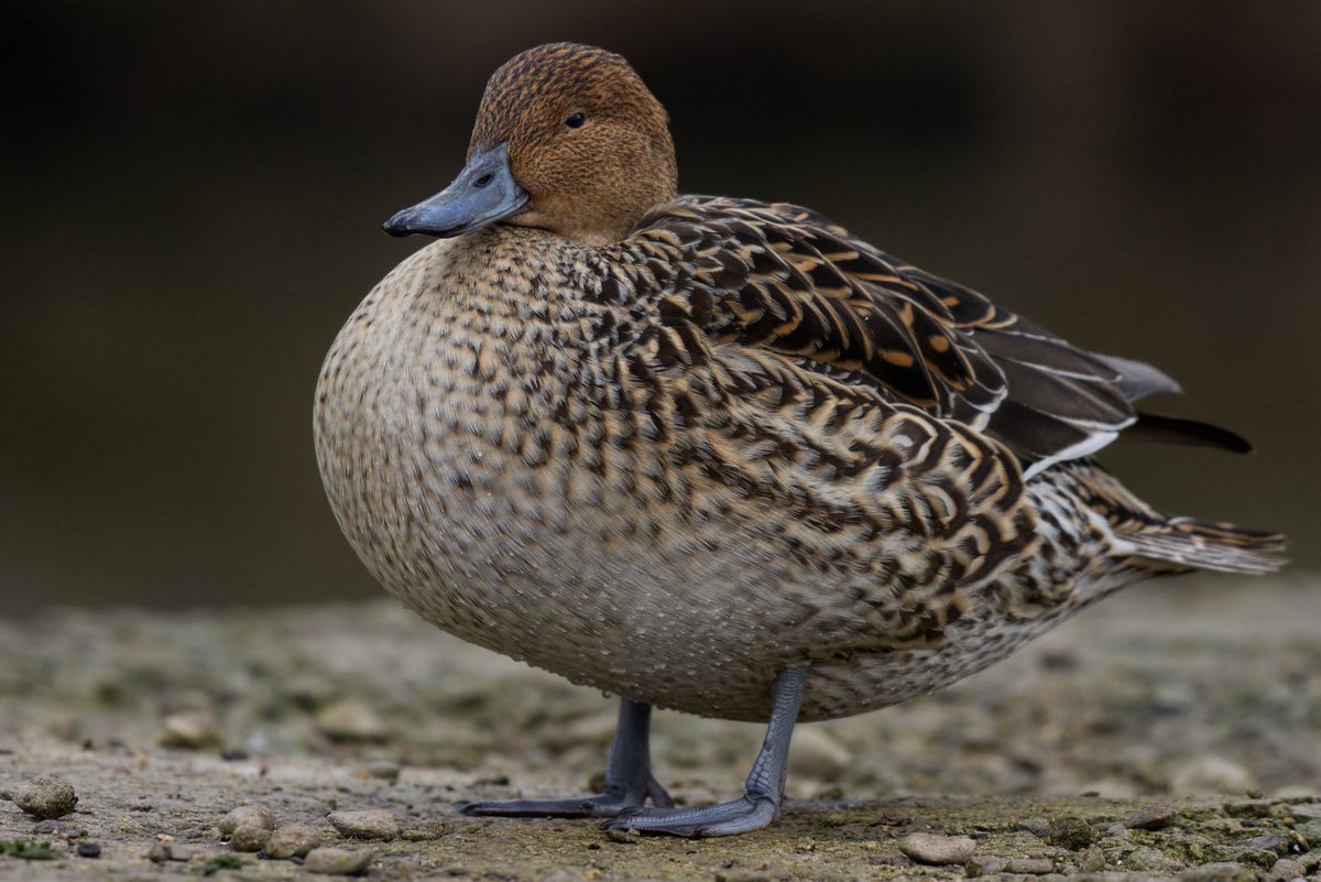 jdhbull's tweet photo. The best looking duck around, a couple of Pintail instantly makes the day better #GlosBirds https://t.co/d014YqOoDZ