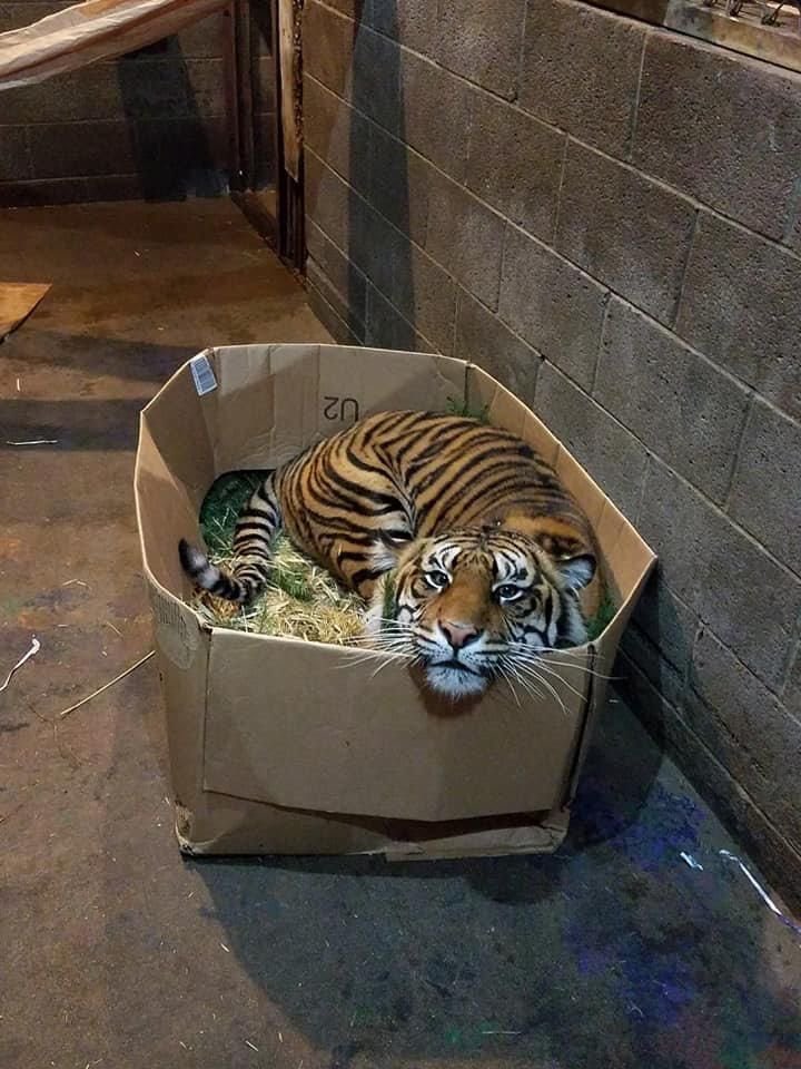 no humans box cardboard box tiger in container in box animal focus general  illustration images