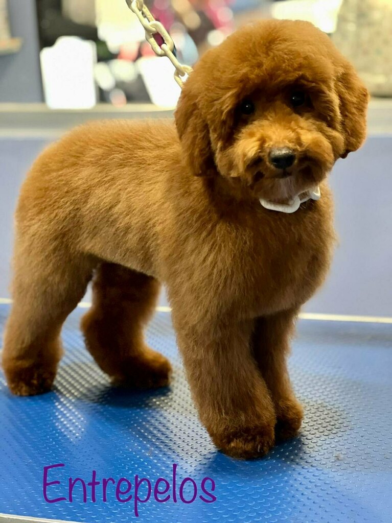El pequeño Rizos es tan comestible.🤤🤤🤤💜💜💜💜