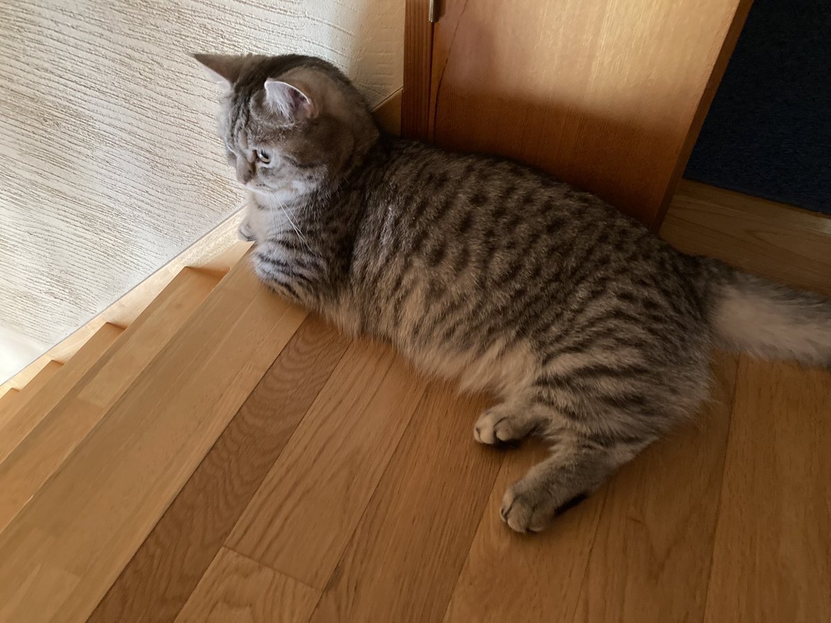 最近の定位置。
みんなが出かけるまで、ずっと階段からリビングを見張っています。