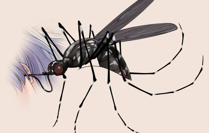 ヒトスジシマカの独特な脚フォルム 