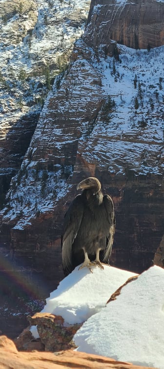UtahDNR's tweet photo. It's not every day you get to see a critically endangered species up close in the wild. That's exactly what happened for Shane Wayment when he hiked Angel's Landing in @ZionNPS recently and spotted this California condor. This is California condor #1111, born just last spring. https://t.co/g2cFiHGLUF