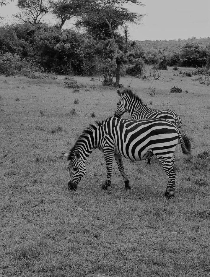 PeopleOf_Uganda's tweet photo. #25 Burchell or plains zebra live in small family groups, within much larger family groups and herds. There some large herds found in Kidepo, these are found in lake Mburo national park.
1/1
https://t.co/h6YnCvaDoa

#NFT #nftcollectors #nftart #nftdrop https://t.co/91HgciQQCD