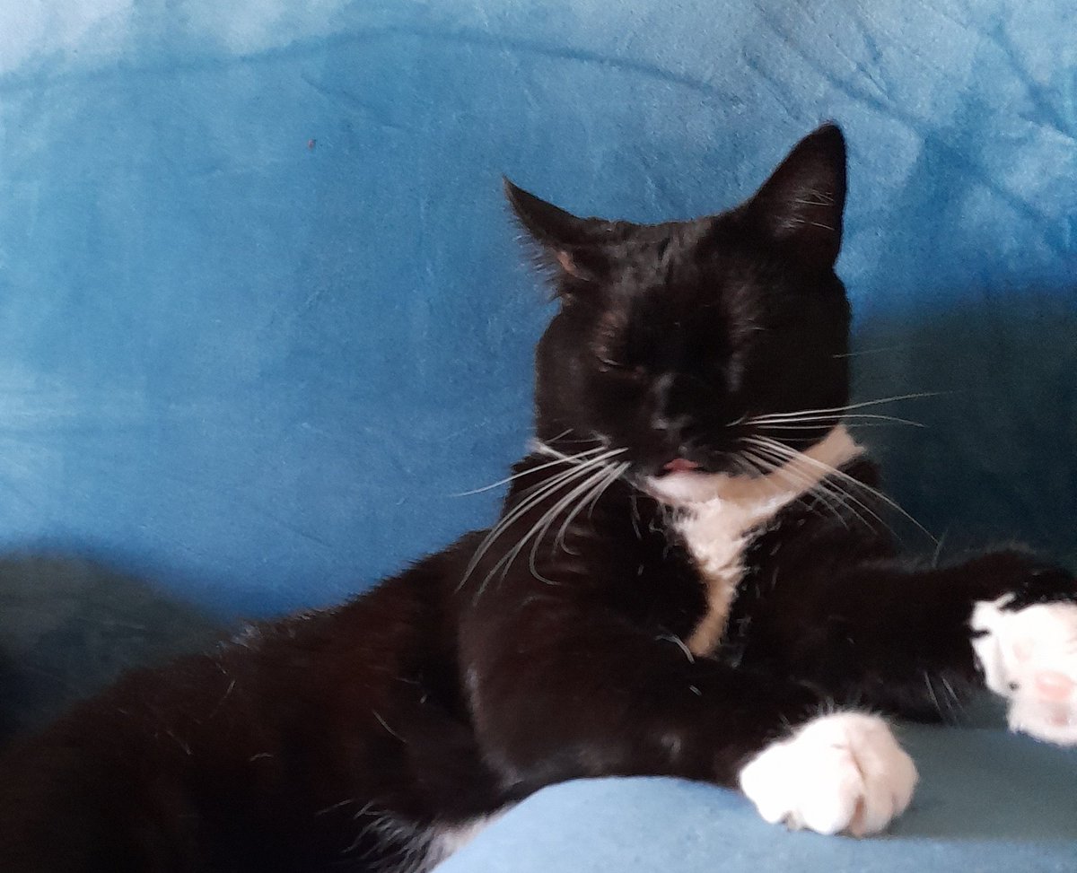 CatGretel's tweet photo. @millyfromoz We will get our mum to try, once we have plied her with coffee 😸 #daytimenap https://t.co/np1fXZYtTk