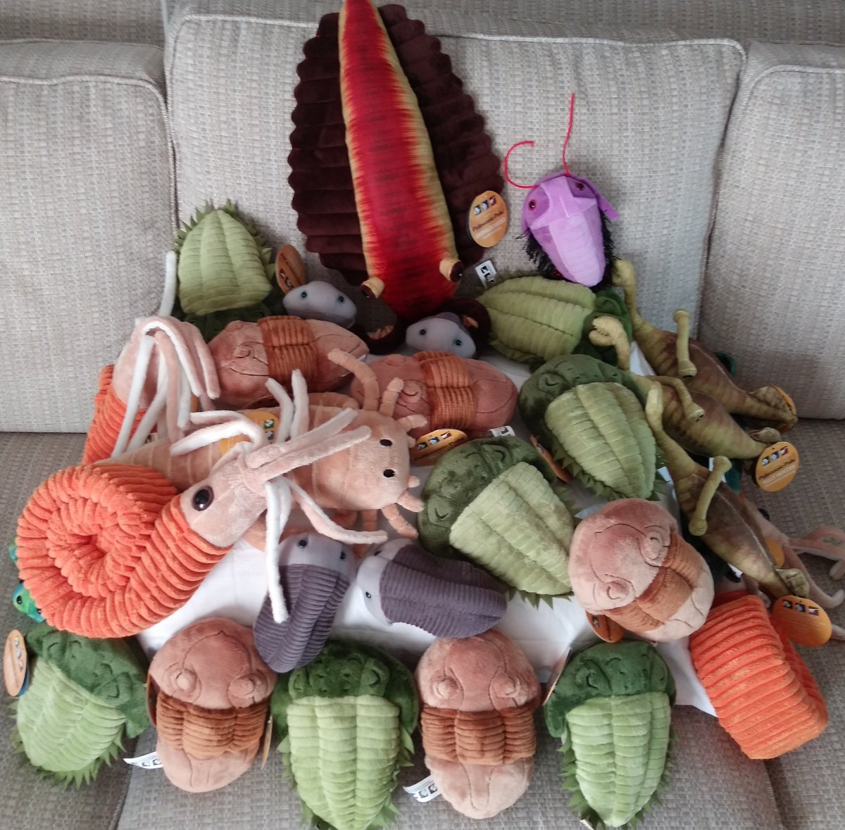JohnRMoffitt's tweet photo. Plush ancient animals.
#MarellaMonday
#TrilobiteTuesday
#WiwaxiaWednesday https://t.co/vuVtulIrqi