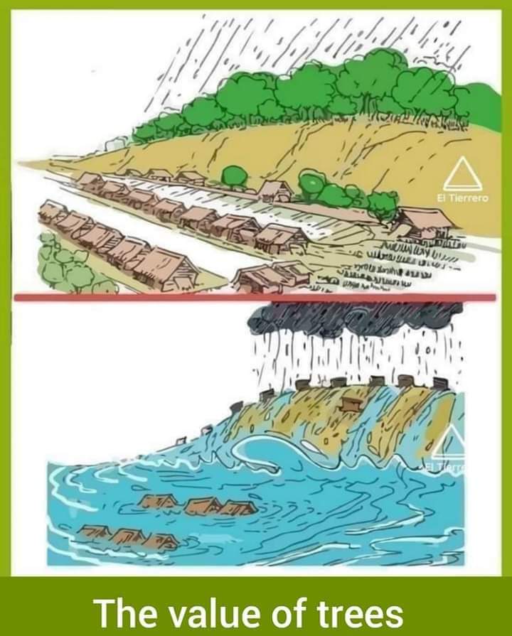 Sachinsethi_'s tweet photo. Value of Trees can be well judged from this picture. #Save #Trees #Nature #environment https://t.co/F3SOdeXb4l