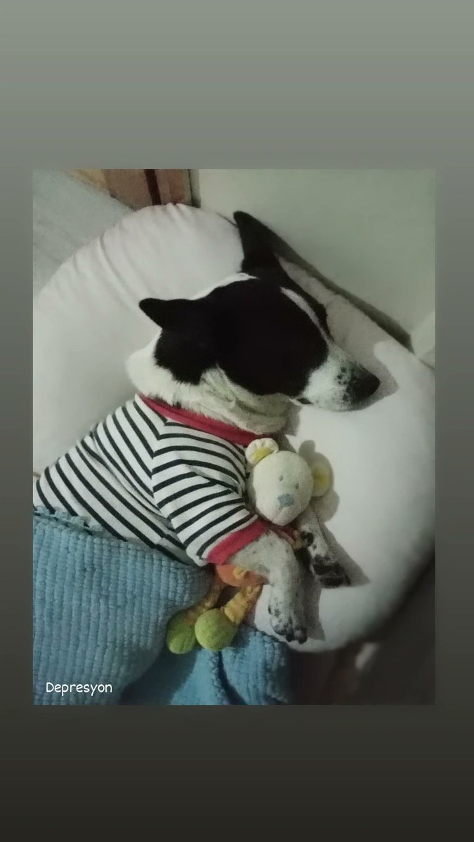 @garipthetripawd @PandaCuce Ama sen benim kızıma çok benziyorsun 😍