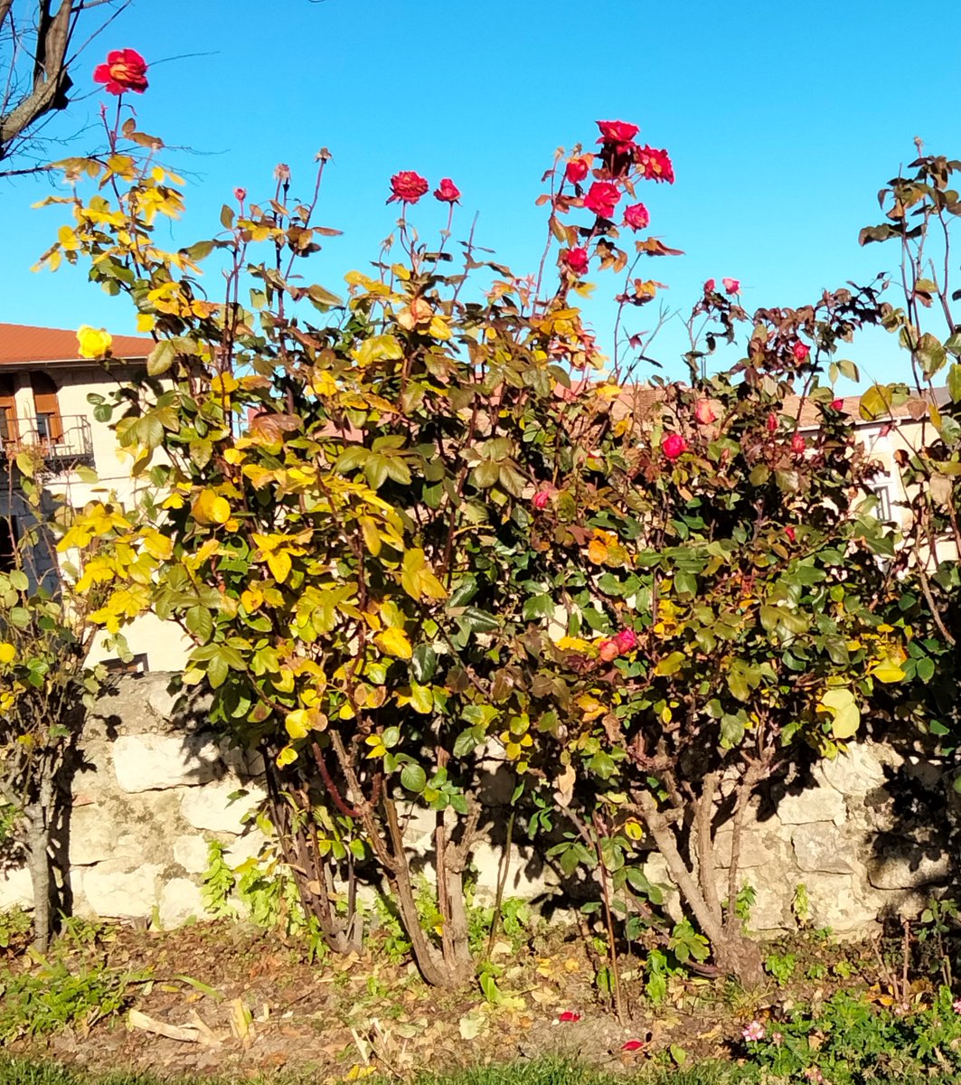 Y ahí la fortaleza de la muy antigua torre de Celadilla Sotobrín y la de sus rosas de heladas e invierno 😉 
Feliz noche y serenos días <a href="/Apez140/">Adrián P.Barandica</a> <a href="/INMAQ16/">I.Fajardo del Pozo</a> 🤗✨🌕