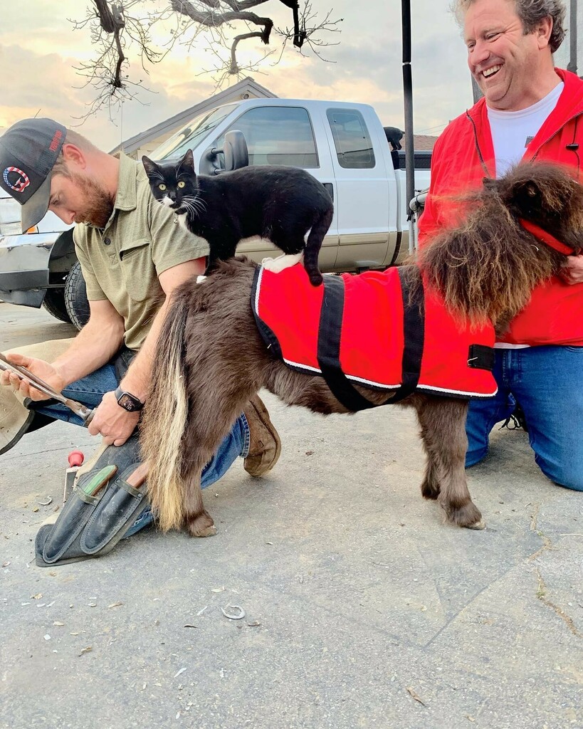 LocationConnect's tweet image. Mommy! “This BIG black panther jumped on my back while  I was getting a mani-pedi!!!

————————————-
#miniservicehorse #horseshoer 
#minitherapyhorses #mini 
#ferrier #catlover #catloversclubs #animalcasting #animalcastingagency #animaltalenttime #digital… instagr.am/p/CY45kk9rehc/