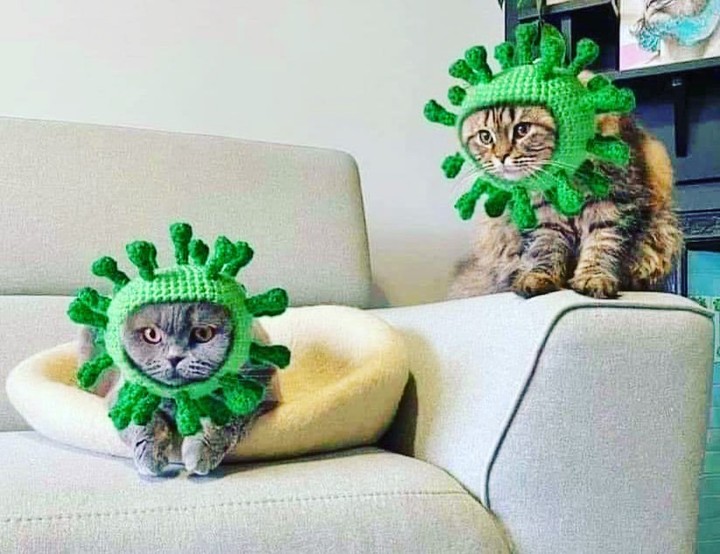 CatFoodBreath's tweet photo. MEOW https://t.co/idcjsUP821