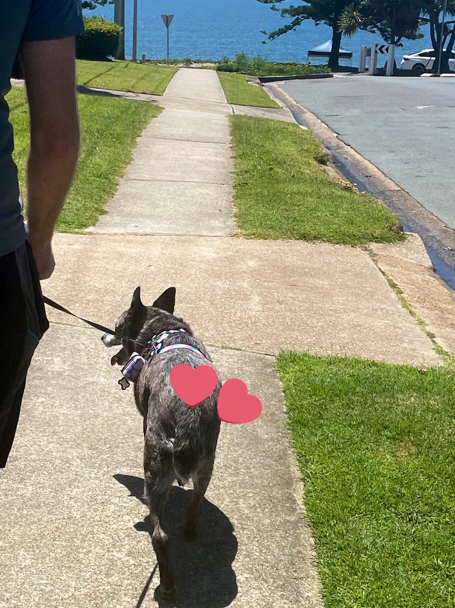 ZaraBlue6's tweet photo. Overheard - Look at that! It’s a stumpy tail. They are RARE. - Don’t. I. Know. It. 😆😙 #dogs #DogsofTwittter #stumpytail https://t.co/sDIBfafXKQ