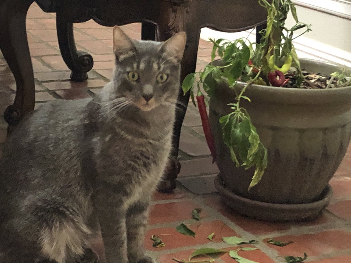 BBQDryRubs's tweet photo. I think my cat got stoned from a pepper plant. https://t.co/Uqzzaqep7Z