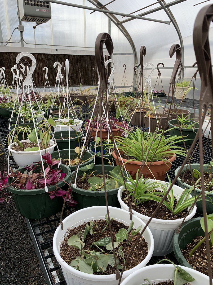 It’s the most wonderful time of the year - when I can spend my afternoons in the greenhouse…