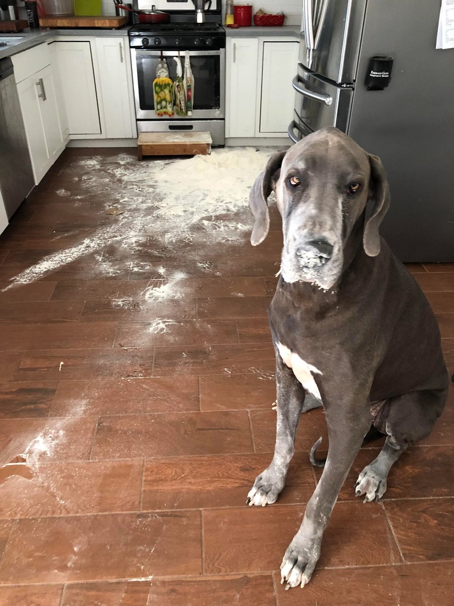 Dog: Let’s just wait and see what Sue Gray says.