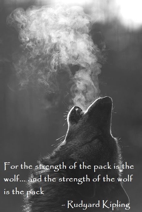 Wolfpacker861's tweet photo. @blakemand123 Thanks for running with the Pack. Best wishes in all you do. Always a member of the PACK! @PackFootball #WPN #HTT #PackofWolves 🐺🐾🏈 https://t.co/eba28KRm8a