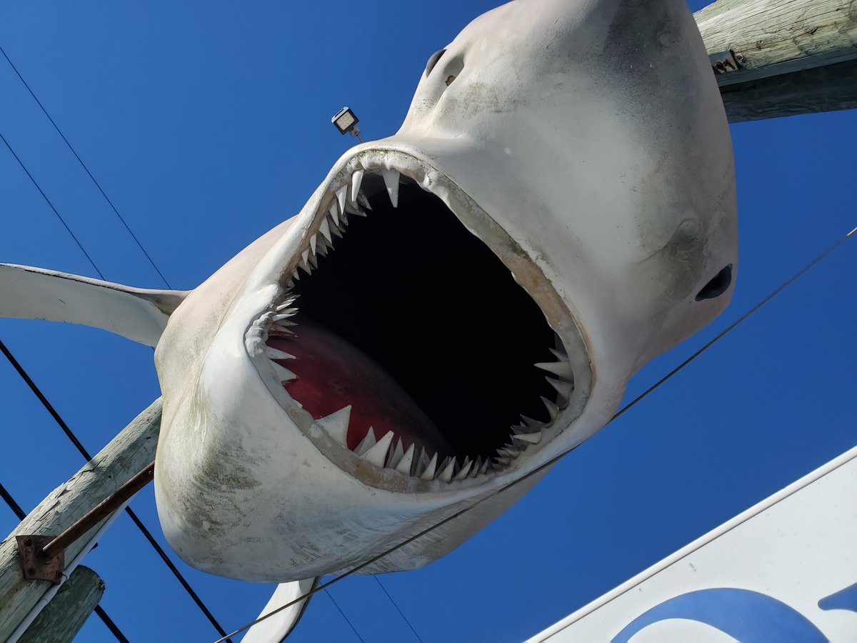 billeecox's tweet photo. I #wasforced to #killthis one #withabullwhip https://t.co/zOrJVTwRCo