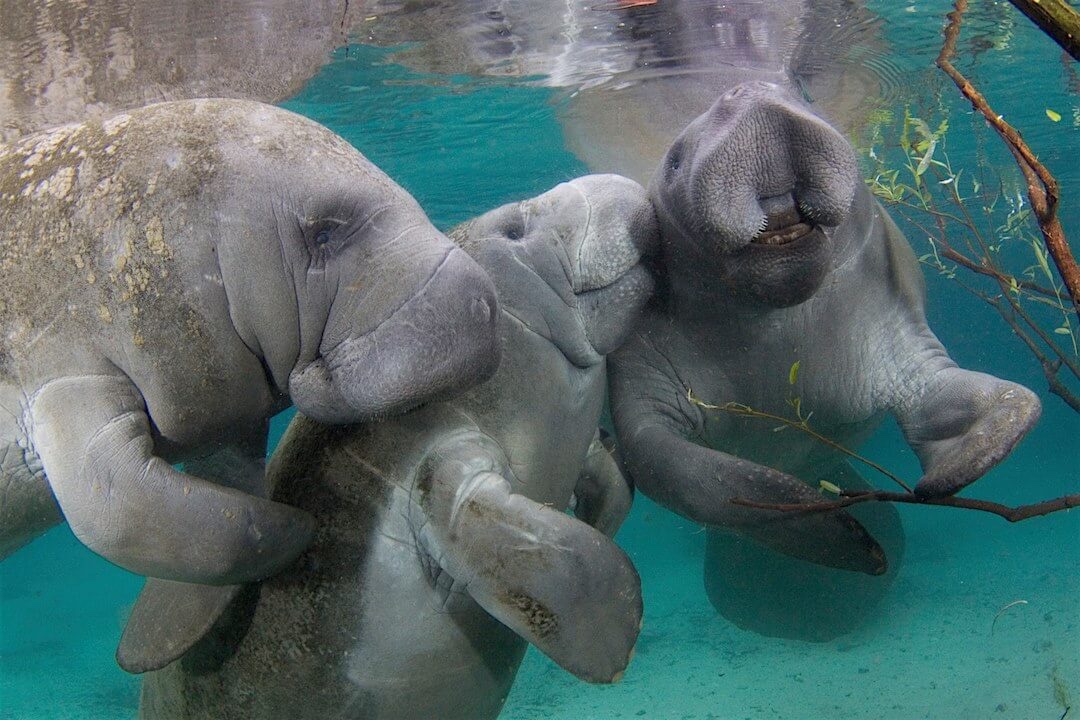 _EricCarr's tweet photo. Florida must do everything we can to protect our #manatees! Thank you, State Rep. @TraciLKoster, for filing HB-2831 for an appropriation project to build a nursery pool for orphaned manatees at @ZooTampa. https://t.co/fwtXOzgMTV #FlaPol #SaveTheManatees #ProtectManatees https://t.co/FPM7KnCsia