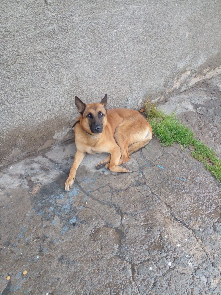 slprimero98's tweet photo. ⚠️DIFUNDIR⚠️ 
Zona Lanús Valentin alsina.  Desde 17/01/22 esta dando vueltas tiene collar pero no chapita. Por favor lo publicaron en Facebook y quizá desde acá se puede llegar al familiar 🥺 por favor si lo pueden compartir ❤️ https://t.co/2xCpF4pMX0