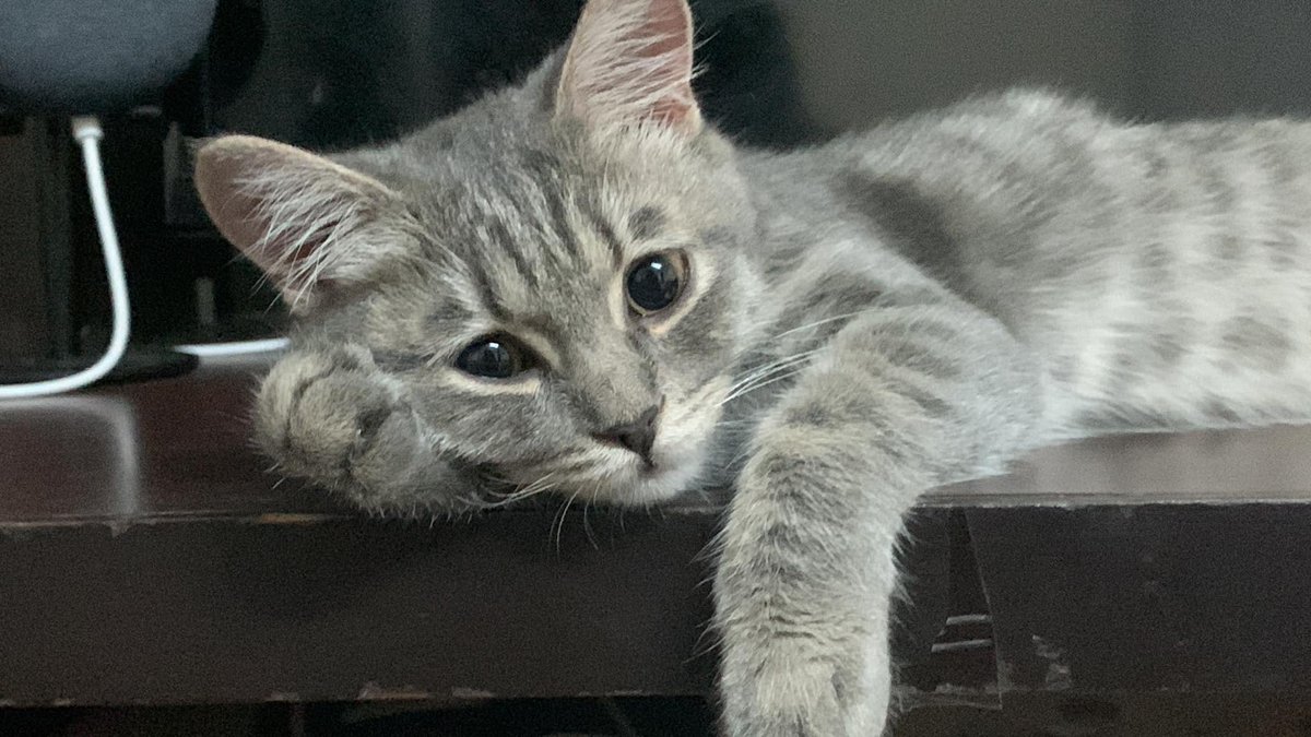 TranslatedCats's tweet photo. I want to ask. What are you worried about? https://t.co/pmwAkt9Exx