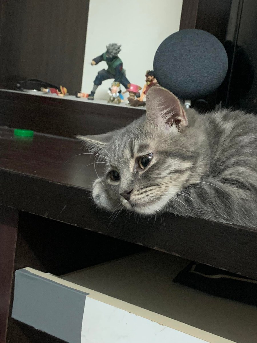TranslatedCats's tweet photo. I want to ask. What are you worried about? https://t.co/pmwAkt9Exx