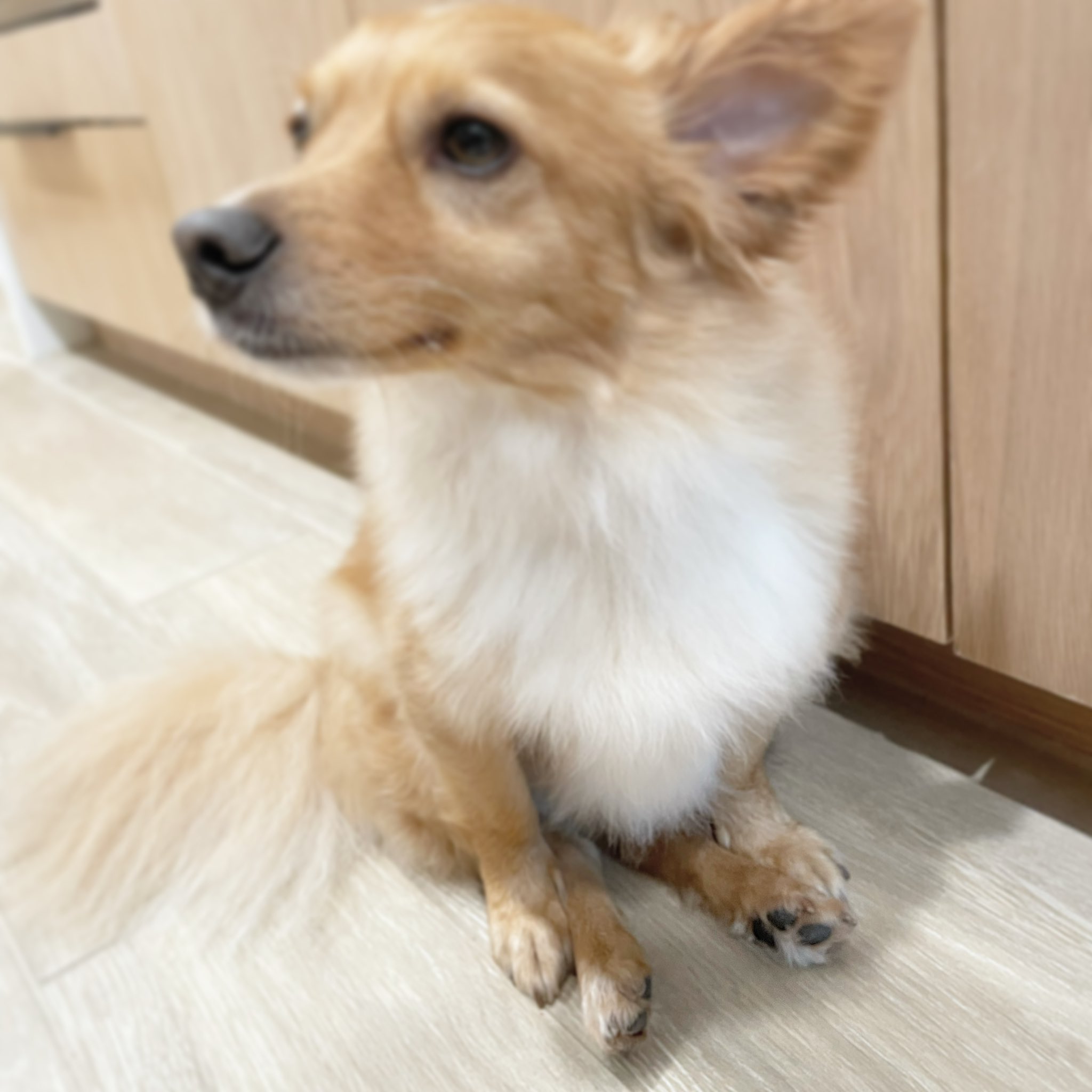 Why Does My Dog Sit On His Hind Legs