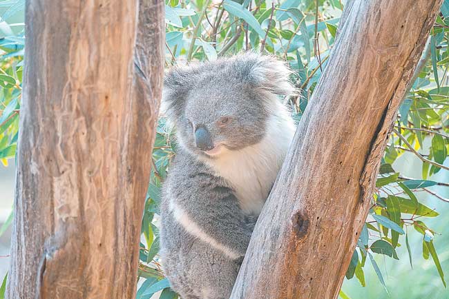 Lunch is served: Kyabram's koalas go gourmet 

KOALAS at Kyabram Fauna Park are set to... 
sheppadviser.com.au/lunch-is-serve…