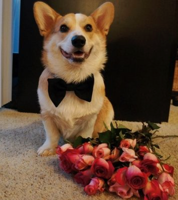 enviaflores's tweet photo. RT al corgi de la suerte o no te van a mandar enviaflores en san valentín https://t.co/Wij0sJyyYl