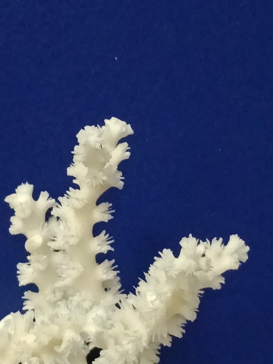 Dr Michela Mitchell (@anemonegoddess) on Twitter photo I love the Galaxea coral as it reminds me of shining stars, and after all, we are all stardust. 🌟 #coralemoji #MuseumSelfieDay @MTQ_Townsville <a href="/qldmuseum/">Queensland Museum Kurilpa</a> I love the Galaxea coral as it reminds me of shining stars, and after all, we are all stardust. 🌟 #coralemoji #MuseumSelfieDay @MTQ_Townsville <a href="/qldmuseum/">Queensland Museum Kurilpa</a>