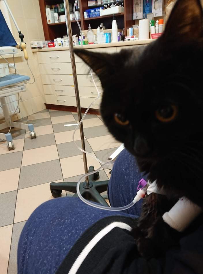 Chu_Axo's tweet photo. This is the last chance for my kitten so please don't ignore this post! She's 9m/o and sadly has been diagnosed wth FIP - (Feline Infectious Peritonitis) this is really dangerous illness and the treatment for it is very expensive.+ https://t.co/439ozNrTj7