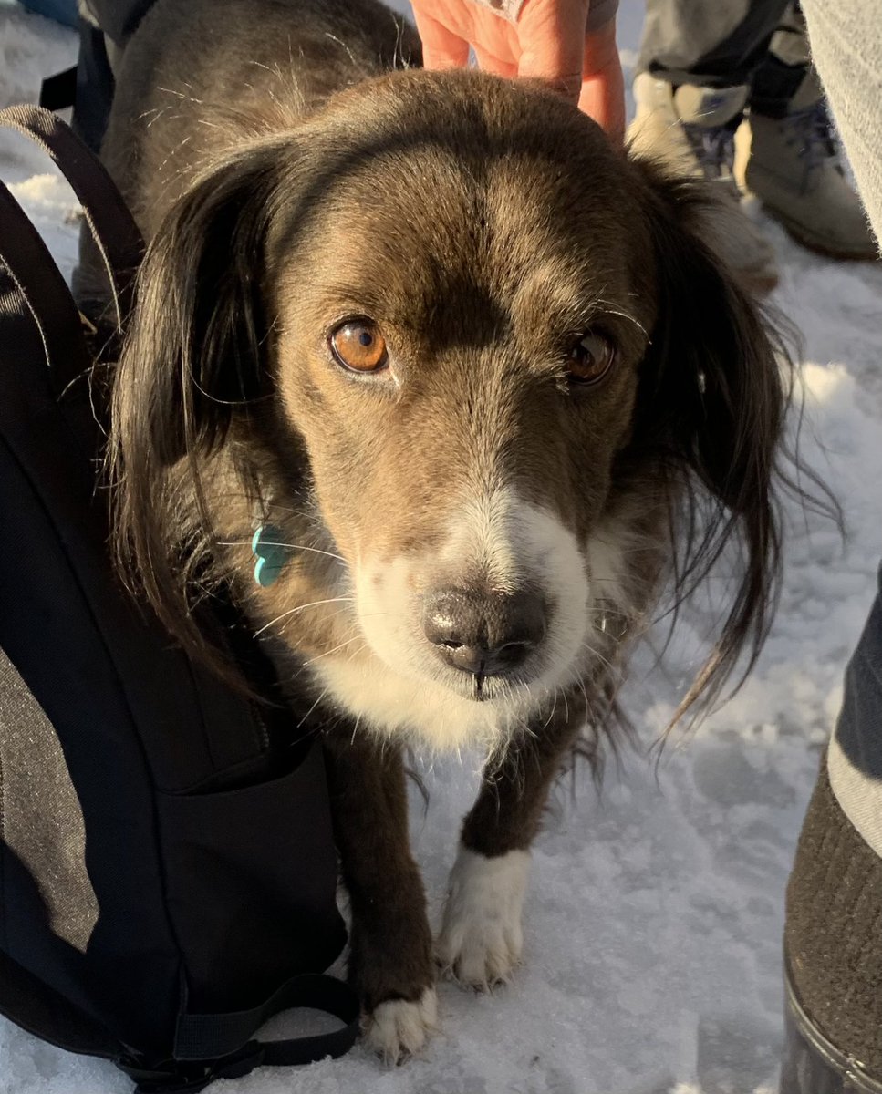 CurlingMegan's tweet photo. #COR4240 today was hard. Not only did we have to build a fire in the snow, the topics were seemingly impassable and our opinions were varied. But you know what’s cool? We tackled it together.

And Otis of #ElonEd was there, as always, for moral support. https://t.co/R6zSHNM0Sb