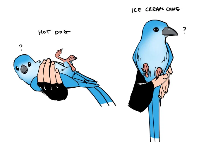 how to hold bird 