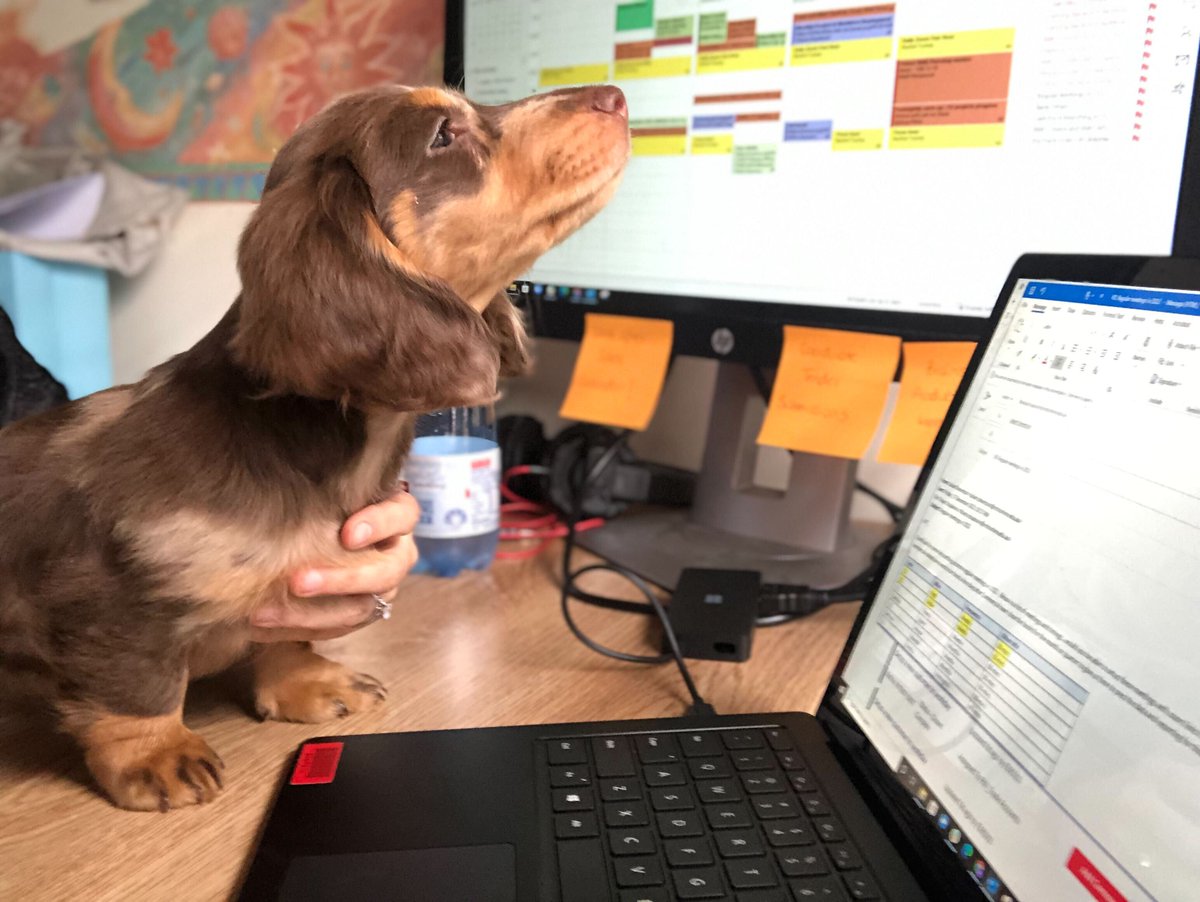 RMITOnline's tweet photo. "How do I share my screen, Tihana?" #dogsofrmito https://t.co/nkRF57TSlO
