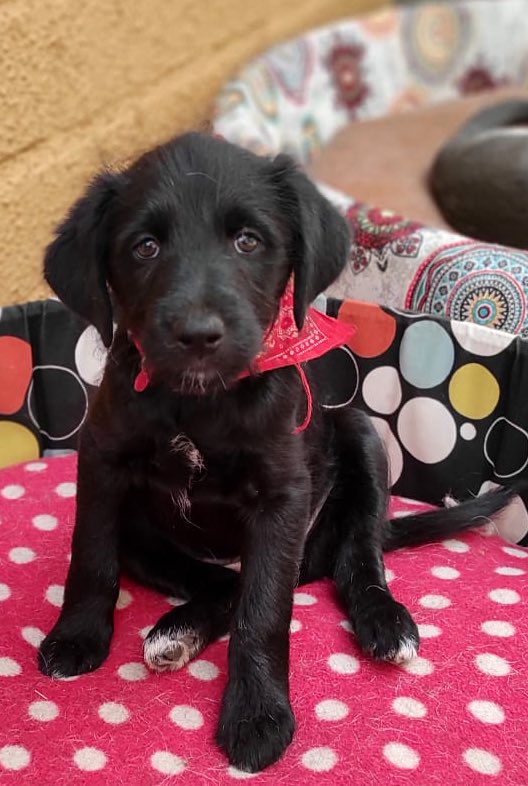 carolinapinoc's tweet photo. Porotita morena en adopción! Desparasitada y vacunada, esterilización programada, 2 meses y medio, Stgo. (Cuidada temporalmente x @catherineplazco ♥️)  interesados ingresar a https://t.co/MdNDG7bheK RT xfa https://t.co/fEwmwWYk8t